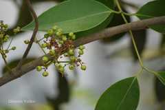 Memecylon umbellatum